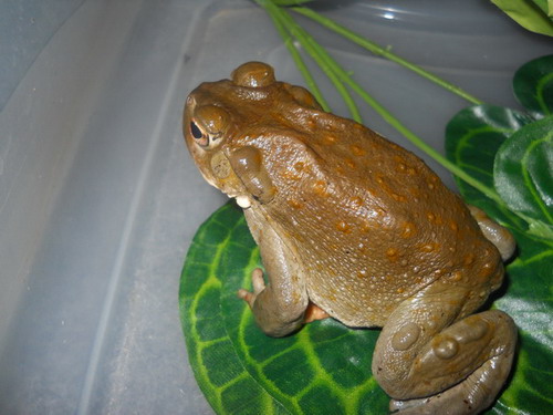 bufo alvarius toad venom for sale